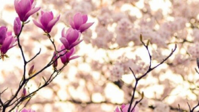 Oroscopo e previsioni del mese di maggio per la seconda sestina dello zodiaco