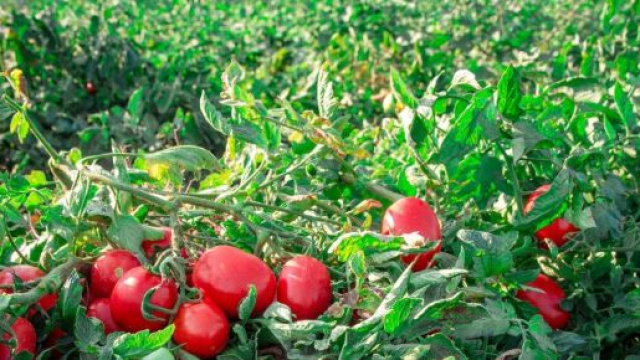 Azienda Mutti, foto da Repubblica