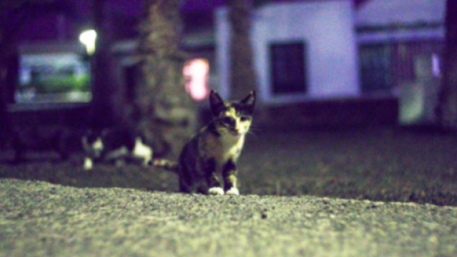 Vers une sanction contre les chauffards en délit de fuite après avoir heurté un chat - Photo Pexel