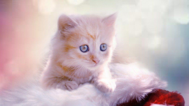 Un chat a succombé à ses blessures après avoir été jetté du 4ème étage - Photo Pixabay