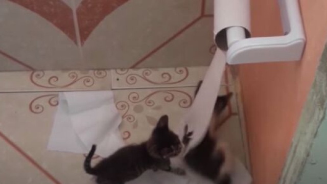 Pourquoi mon chat me suit jusqu'aux toilettes ? - Photo capture d'écran vidéo Youtube