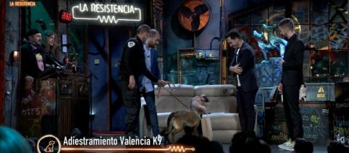 El perro antidroga estuvo inspeccionando al público de 'La Resistencia' (Twitter: @LaResistencia)