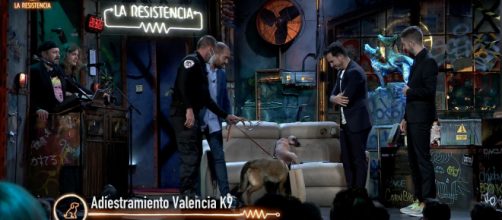 El perro antidroga estuvo inspeccionando al público de 'La Resistencia' (Twitter: @LaResistencia)