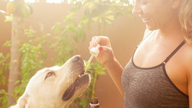 Le CBD pour animaux, une nouvelle tendance qui commence &agrave; arriver dans les animaleries - Source : image d'illustration, Pixabay