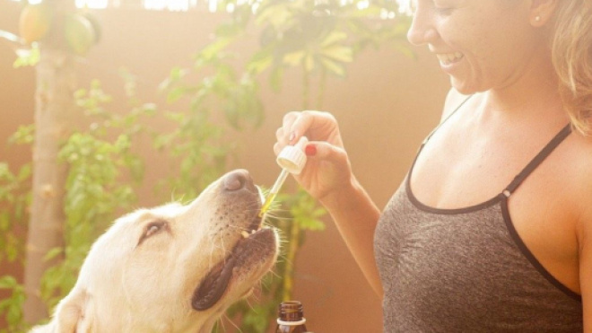 Le CBD pour animaux, une nouvelle tendance qui commence à arriver dans les animaleries - Source : image d'illustration, Pixabay