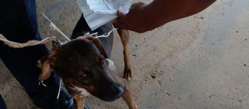 Los presos se comunicaban entre pabellones a través de un perro (Twitter: @PenitenciarioPA)