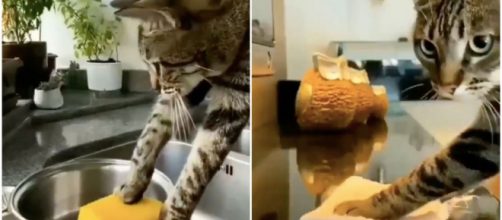 Le chat qui nettoie la maison de son propriétaire a fait le buzz - Source : montage Twitter @nocatplaces