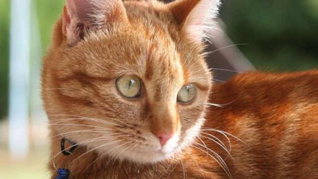 Le chat transportait la drogue dans des sachets en plastique accrochés à son collier - Source : image d'illustration, Pixabay