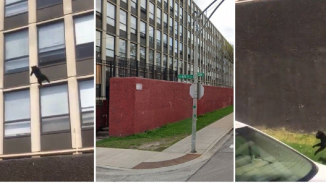 Le chat a fait une chute spectaculaire et s'en est sorti indemne - Source : montage Twitter