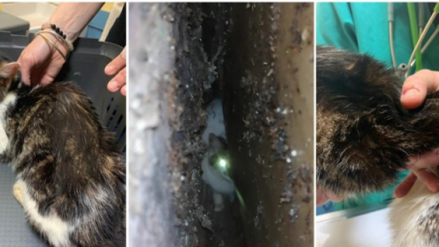 Les chats vivaient dans l'insalubrit&eacute; totale - Source : Montage, Facebook @ActionProtectionAnimale