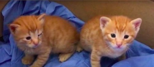 La maman de ce chaton lui a sauvé la vie en le transportant elle-même à l'hôpital - Source : Capture d'écran vidéo