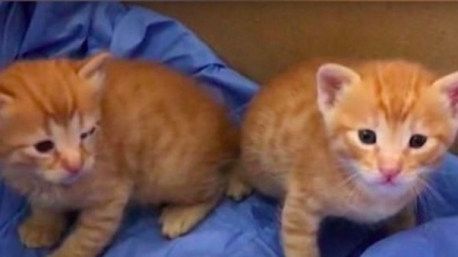 La maman de ce chaton lui a sauvé la vie en le transportant elle-même à l'hôpital - Source : Capture d'écran vidéo