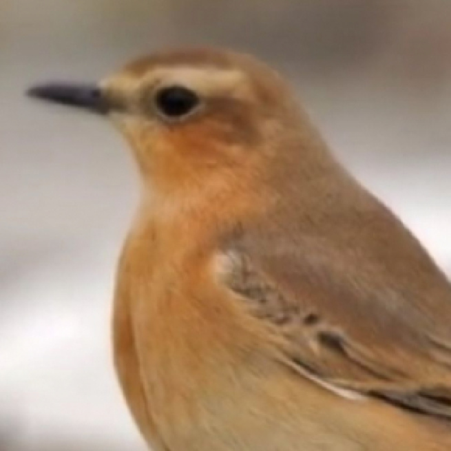 Dimming lights could save many birds when they fly through the city at night (Image source: The Top Ten/YouTube)