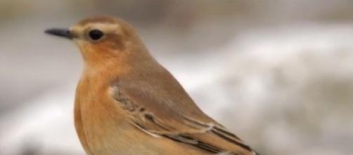 Dimming lights could save many birds when they fly through the city at night (Image source: The Top Ten/YouTube)
