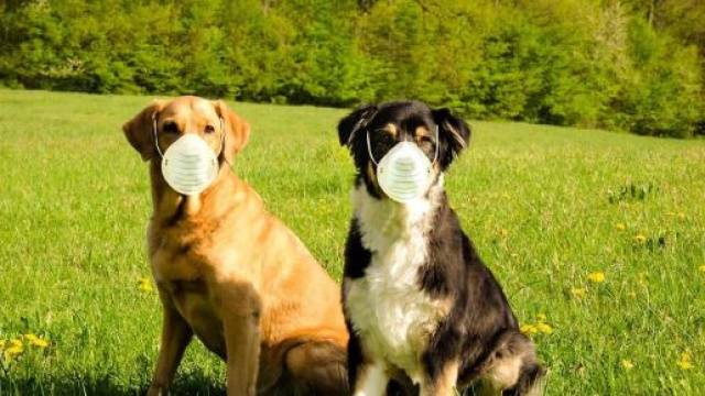 Les chiens détecteraient la Covid-19 mieux que les tests PCR - Source : image d'illustration - Pixabay