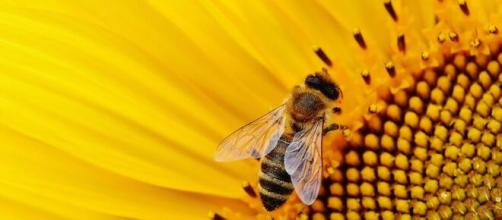Quel est l'avenir d'un écosystème sans abeilles - Source : image d'illustration