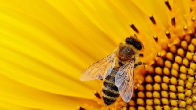 Quel est l'avenir d'un écosystème sans abeilles - Source : image d'illustration