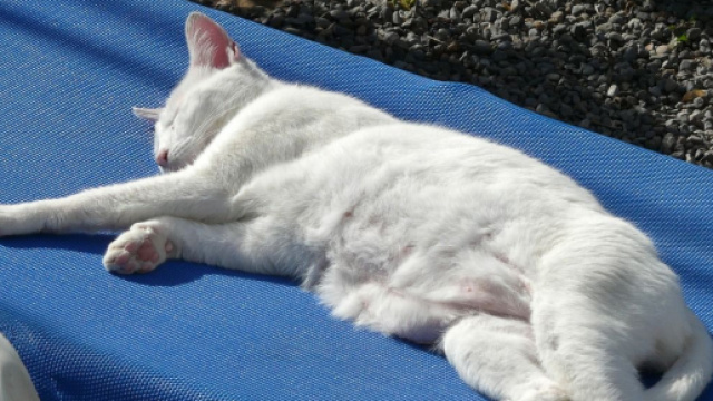 Comment partir avec son chat en vacances ? - Photo Pixabay