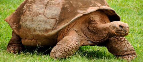 Espécie de tartaruga considerada extinta ressurge em ilha de Galápagos (Arquivo Blasting News)