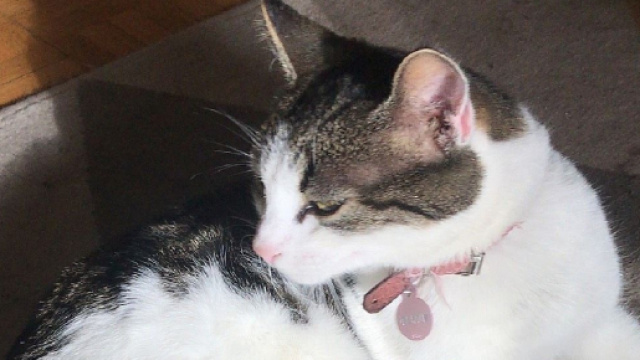 Philippine, une chatte de 3 ans, est morte après avoir été sauvagement frappée - Source : Capture d'écran Twitter @30millionsdamis