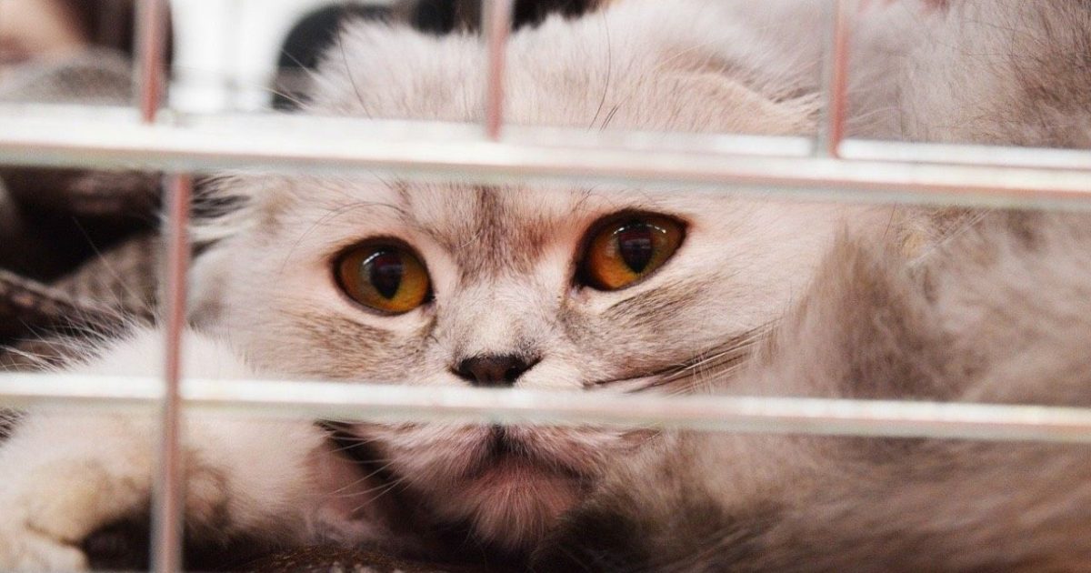 Forcé d’euthanasier quatre chatons, un vétérinaire pique une colère et son message devient viral