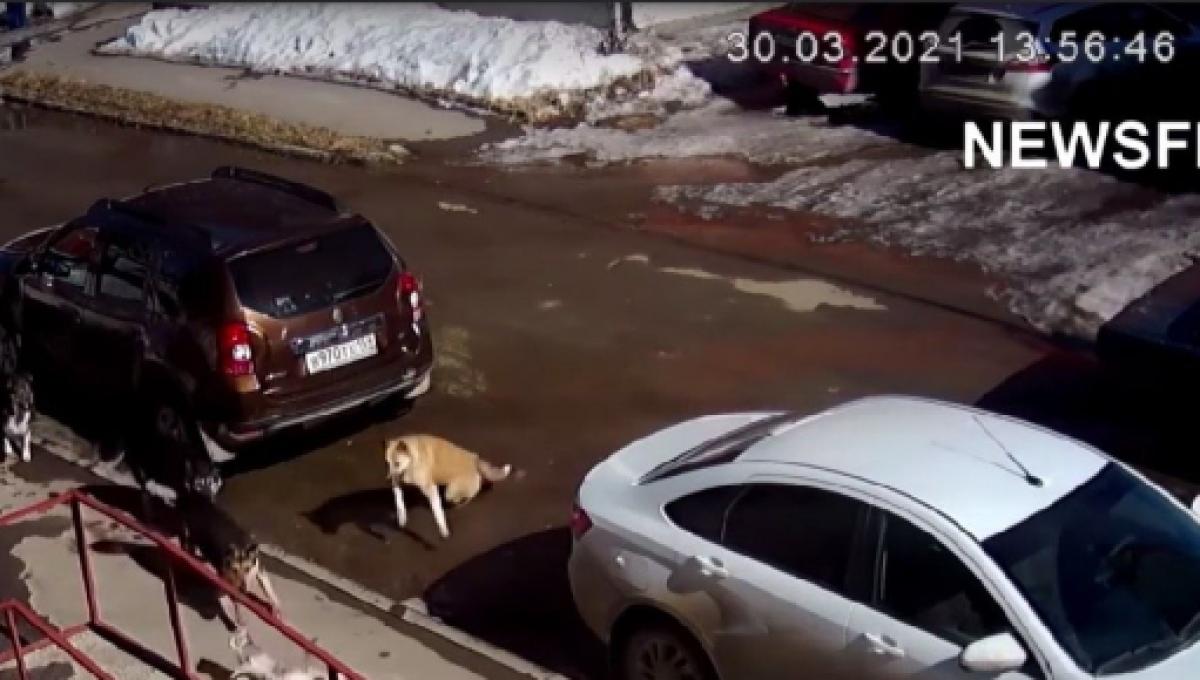 Russie Une Bagarre Entre Un Chat Contre Sept Chiens Fait Le Buzz Sur Internet Video