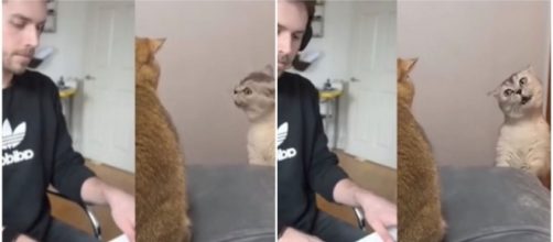 La vidéo de ce chat qui chante sur du Mozart fait fondre les internautes - Source : montage Instagram (@9gag)
