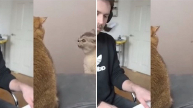 La vidéo de ce chat qui chante sur du Mozart fait fondre les internautes - Source : montage Instagram (@9gag)