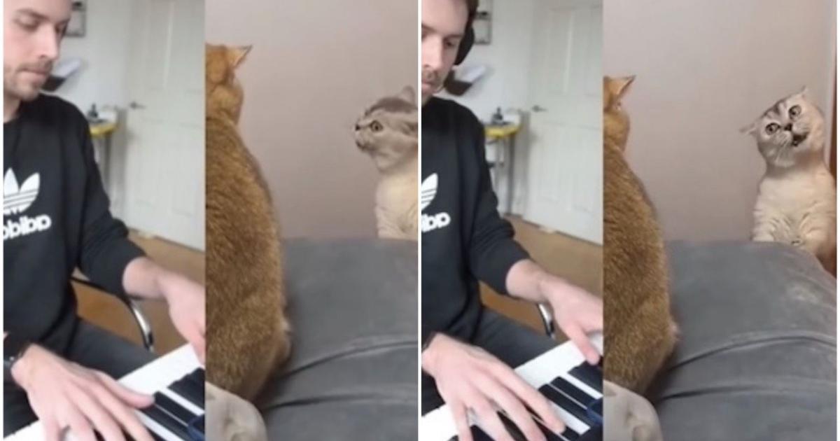 Meowzart La Video D Un Chat Qui Chante Sur Une Melodie De Mozart Devient Virale Sur Internet