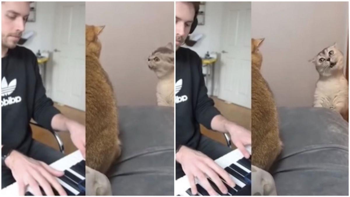 Meowzart La Video D Un Chat Qui Chante Sur Une Melodie De Mozart Devient Virale Sur Internet