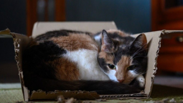 Les chats adorent se cacher dans des bo&icirc;tes en carton - Source : image d'illustration - Pixabay