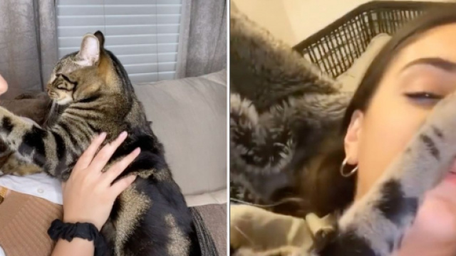Ce chat semble jaloux des autres animaux domestiques de sa propriétaire - Source : montage, Instagram @Donstopmewoing