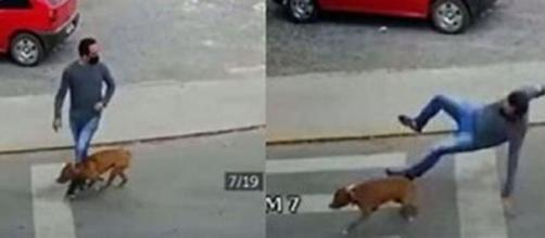 Un chien renverse un homme avec une violence folle (Credit : capture d'écran Youtube)