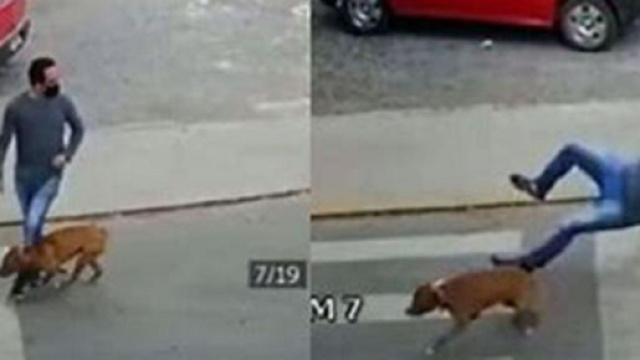 Un chien renverse un homme avec une violence folle (Credit : capture d'écran Youtube)