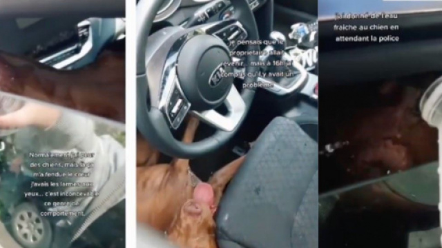 Cette dame est directement intervenue en appelant la police et en donnant de l'eau &agrave; l'animal - Source : montage, Instagram @bestposttv