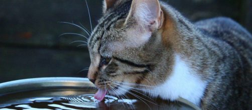 Donner de l'eau au chat en été est fortement recommandé - Photo Pixabay