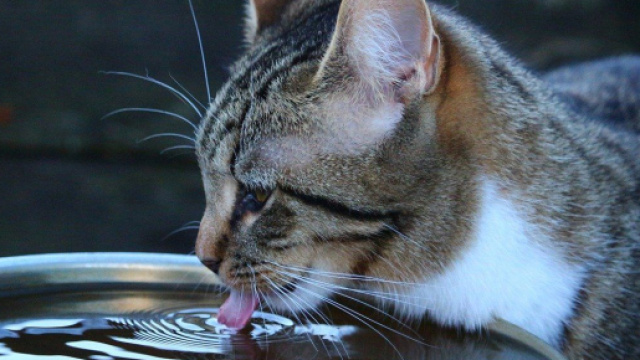 Donner de l'eau au chat en été est fortement recommandé - Photo Pixabay