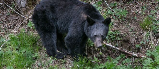 Great Smoky Mountains National Park bear killed after attacking sleeping teen camper