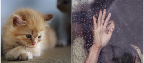 Votre chat n'est que le reflet de votre humeur du jour selon cette étude britannique - Source : Montage, Pixabay