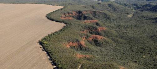 Além da falta de chuvas, avanço do desmatamento no Cerrado pode ser a causa de crise hidrelétrica no Brasil (Adriano Gambarini/WWF-Brasil)