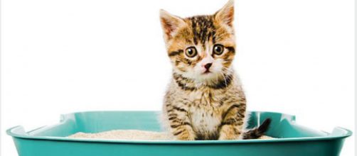 Votre chat a pour habitude de courir après l'étape de la défécation - Source : Istockphoto