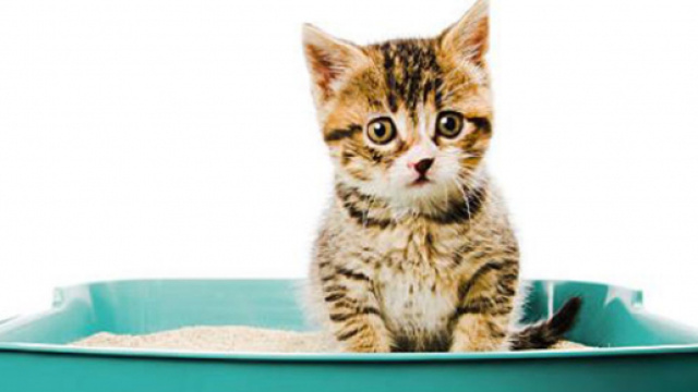 Votre chat a pour habitude de courir après l'étape de la défécation - Source : Istockphoto