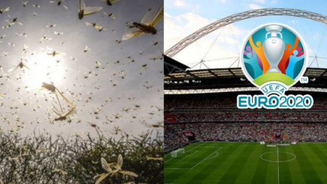 La finale de l’Euro menacée par une invasion de fourmis ? Source : montage YouTube insectes et wembley