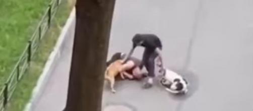 El dueño de los canes tenía varias denuncias por el comportamiento agresivo de sus animales. (YouTube)