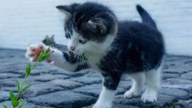 Il faut prendre soin des pattes de son chat - Source : image d'illustration, Pixabay