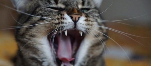 Comment faire pour calmer un chat stressé et anxieux ? Source : image d'illustration, Pixabay