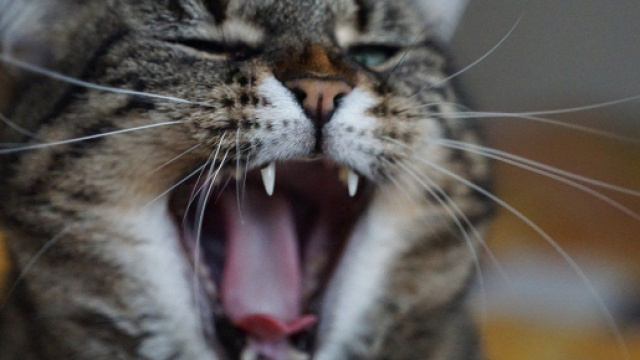 Comment faire pour calmer un chat stressé et anxieux ? Source : image d'illustration, Pixabay