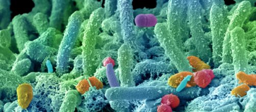 Insieme di batteri che costituiscono il microbiota intestinale.