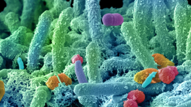 Insieme di batteri che costituiscono il microbiota intestinale.