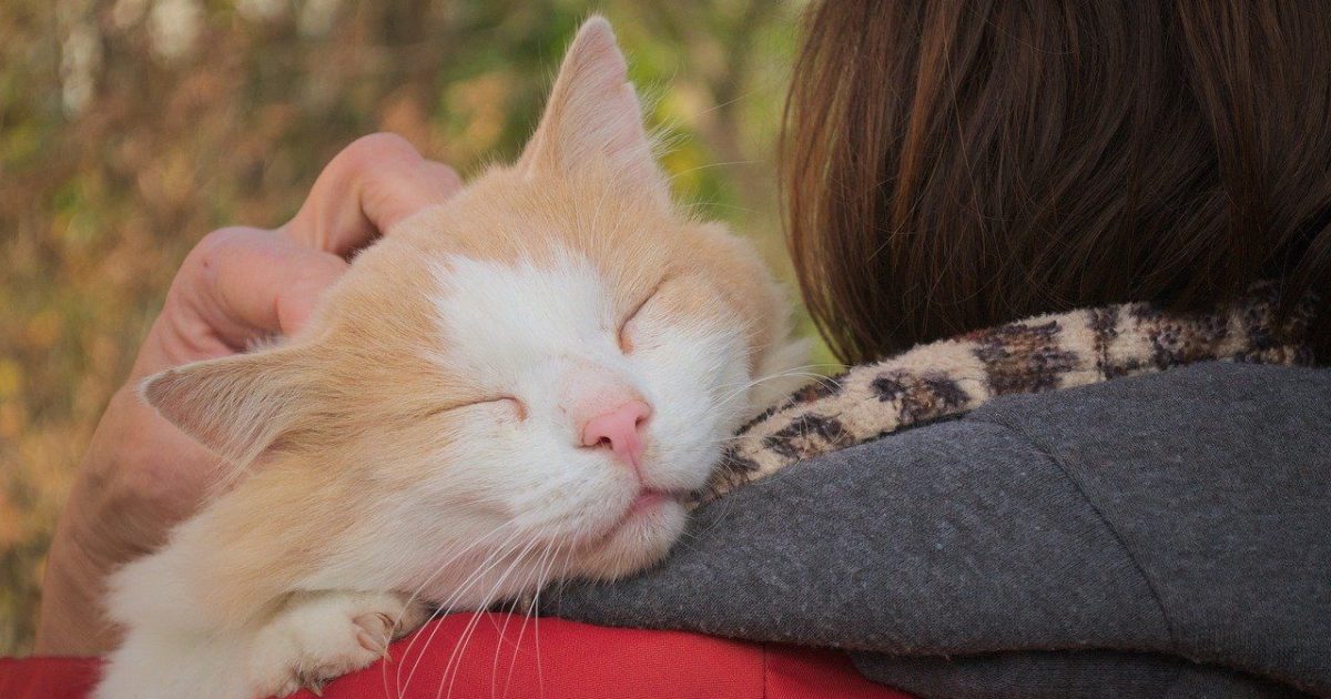 Sphinx Birman Ragdoll Top 5 Des Races De Chats Les Plus Affectueux Avec Leurs Maitres